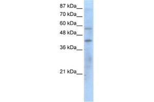 Western Blotting (WB) image for anti-Peroxisome Proliferator-Activated Receptor gamma (PPARG) antibody (ABIN2460600) (PPARG anticorps)