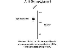 Image no. 1 for anti-Synaptojanin 1 (SYNJ1) antibody (ABIN956748)