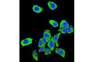 Confocal immunofluorescent analysis of DJ-1 Antibody (N-term) (ABIN390371 and ABIN2840777) with Hela cell followed by Alexa Fluor 488-conjugated goat anti-rabbit lgG (green). (PARK7/DJ1 anticorps  (N-Term))