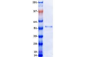 Validation with Western Blot