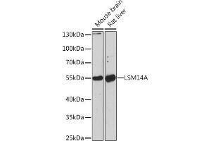Western blot analysis of extracts of various cell lines, using LSM14A Rabbit pAb (ABIN7268308) at 1:1000 dilution. (LSM14A anticorps)
