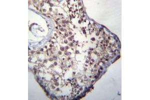Immunohistochemistry analysis in formalin fixed and paraffin embedded human testis tissue reacted with GLCCI1 Antibody (Center) followed by peroxidase conjugation of the secondary antibody and DAB staining.