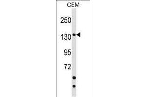 Western blot analysis in CEM cell line lysates (35ug/lane). (SAFB2 anticorps  (AA 529-558))