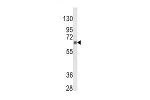Western blot analysis of CYP3A5 Antibody (Center) (ABIN652394 and ABIN2841919) in 293 cell line lysates (35 μg/lane).
