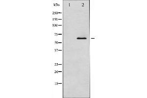 Western blot analysis of Smad1 expression in EGF treated COS7 whole cell lysates,The lane on the left is treated with the antigen-specific peptide. (SMAD1 anticorps)