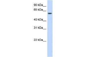 WB Suggested Anti-KLHDC5 Antibody Titration:  0. (KLHDC5 anticorps  (Middle Region))