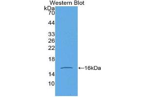 Western Blotting (WB) image for anti-Growth Differentiation Factor 15 (GDF15) (AA 195-308) antibody (Biotin) (ABIN1175410)