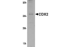 Western Blotting (WB) image for anti-Caudal Type Homeobox 2 (CDX2) (C-Term) antibody (ABIN1030331) (CDX2 anticorps  (C-Term))
