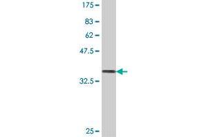 Western Blot detection against Immunogen (37 KDa) .