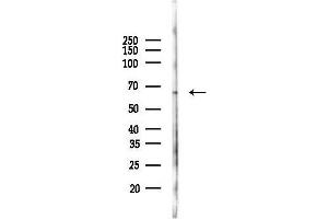 Western blot analysis of lysates from Mouse brain, using P2RY1 Antibody at 1/1000 dilution.