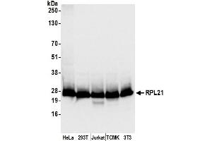 Western Blotting (WB) image for anti-Ribosomal Protein L21 (RPL21) (AA 110-160) antibody (ABIN7450678)