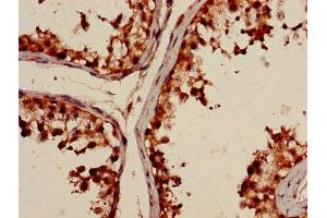 Immunohistochemistry of paraffin-embedded human testis tissue using ABIN7150251 at dilution of 1:100 (POLI anticorps  (AA 458-711))