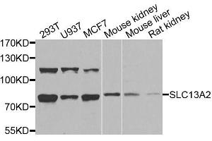 Western blot analysis of extracts of various cell lines, using SLC13A2 antibody. (SLC13A2 anticorps  (AA 345-455))