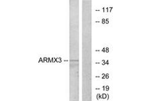 Western Blotting (WB) image for anti-Armadillo Repeat Containing, X-Linked 3 (ARMCX3) (AA 291-340) antibody (ABIN6766206) (ARMCX3 anticorps  (AA 291-340))