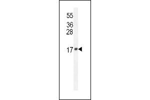 LCN10 Antibody (Center) (ABIN654544 and ABIN2844258) western blot analysis in mouse Neuro-2a cell line lysates (35 μg/lane). (LCN10 anticorps  (AA 94-123))