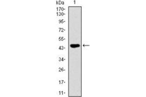Western Blotting (WB) image for anti-TNF Receptor Superfamily, Member 6 (FAS) antibody (ABIN1106616)
