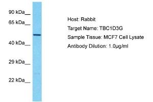 Host: Rabbit Target Name: TBC1D3G Sample Type: MCF7 Whole Cell lysates Antibody Dilution: 1. (TBC1D3G anticorps  (Middle Region))