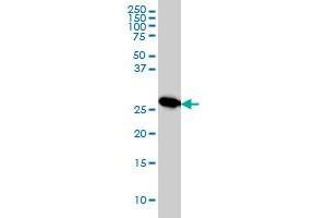 MTAP monoclonal antibody (M01), clone 2G4 Western Blot analysis of MTAP expression in HeLa . (MTAP anticorps  (AA 1-154))