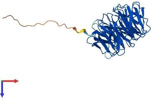 AlphaFold protein structure predicition of Human Recombinant WDR5B Protein, UniprotID Q86VZ2
