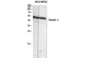 Western Blotting (WB) image for anti-alpha Tubulin (TUBA1) (C-Term) antibody (ABIN3180375) (alpha Tubulin anticorps  (C-Term))