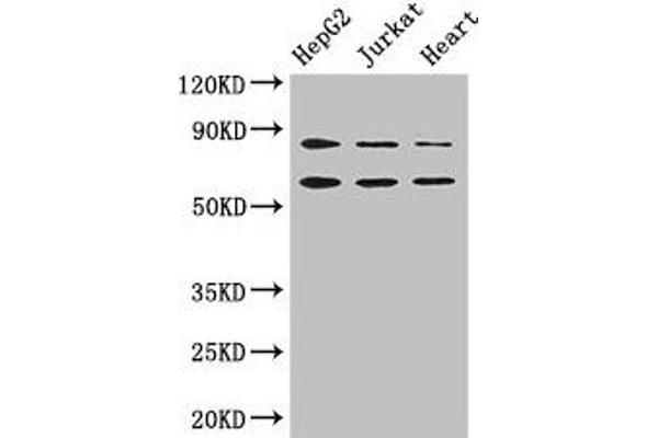 Stim2 anticorps  (AA 471-656)