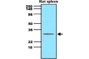 Western blot analysis of tissue lysate of rat spleen (60 ug) was resolved by SDS - PAGE , transferred to NC membrane and probed with TNFSF13B monoclonal antibody , clone H4 - C7 (1 : 500) . (BAFF anticorps  (AA 134-285))