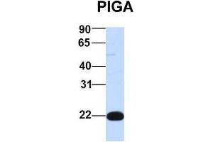 Host:  Rabbit  Target Name:  PIGA  Sample Type:  Human 293T  Antibody Dilution:  1. (PIGA anticorps  (Middle Region))
