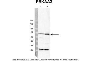 Sample Type: rat hepatocyte (50ug)Priamry Dilution: 1:4000Secondary Antibody: Donkey anti-Rabbit HRPSecondary Dilution: 1:10,000Image Submitted By: Dustin Singer,INRA/AgroParistech