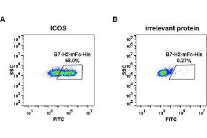 cell line transfected with irrelevant protein  (B) and human ICOS  (A) were surface stained with Human B7-H2, mFc-His tagged protein (ABIN6961102, ABIN7042233 and ABIN7042234) 1 μg/mL followed by Alexa 488-conjugated anti-mouse IgG secondary antibody.