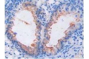 Figure. (FGF6 anticorps  (AA 39-208))