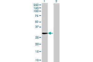 Western Blot analysis of TTYH1 expression in transfected 293T cell line by TTYH1 MaxPab polyclonal antibody. (TTYH1 anticorps  (AA 1-239))