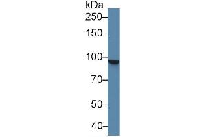 Western Blot; Sample: Human K562 cell lysate; Primary Ab: 2µg/ml Rabbit Anti-Human STAT5A Antibody Second Ab: 0.