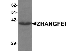 Western blot analysis of ZHANGFEI in K562 cell lysate with ZHANGFEI antibody at 1 µg/mL. (CREBZF anticorps  (N-Term))