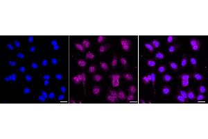 anti-Tripartite Motif Containing 40 (TRIM40) antibody
