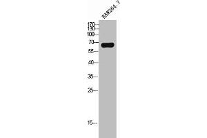 Western Blot analysis of RAW264. (ME3 anticorps  (C-Term))