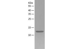 Western Blotting (WB) image for Prefoldin Subunit 5 (PFDN5) (AA 1-154) protein (His-IF2DI Tag) (ABIN7124550)
