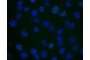 Immunofluorescent staining of human cell line. (H2AFX anticorps  (pSer139))