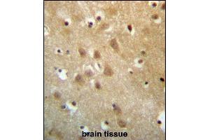 ZN Antibody (N-term) (ABIN657249 and ABIN2846347) immunohistochemistry analysis in formalin fixed and paraffin embedded human brain tissue followed by peroxidase conjugation of the secondary antibody and DAB staining. (ZNF227 anticorps  (N-Term))