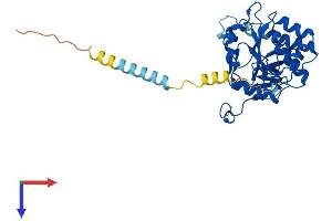 AlphaFold protein structure predicition of Human Recombinant EXTL2 Protein, UniprotID Q9UBQ6