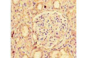 Immunohistochemistry of paraffin-embedded human kidney tissue using ABIN7161043 at dilution of 1:100 (NAPSA anticorps  (AA 64-420))