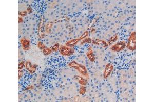 IHC-P analysis of kidney tissue, with DAB staining. (Kallikrein 6 anticorps  (AA 19-261))