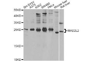 Western blot analysis of extracts of various cell lines, using MAD2L2 antibody.