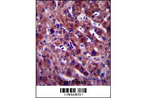 PON1 Antibody immunohistochemistry analysis in formalin fixed and paraffin embedded human liver tissue followed by peroxidase conjugation of the secondary antibody and DAB staining.