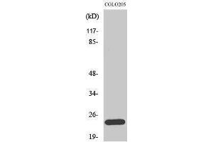Western Blotting (WB) image for anti-BCL2-Like 2 (BCL2L2) (C-Term) antibody (ABIN3183504) (BCL2L2 anticorps  (C-Term))