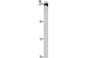 Western Blotting (WB) image for anti-Dishevelled Associated Activator of Morphogenesis 1 (DAAM1) antibody (ABIN5546598) (DAAM1 anticorps)