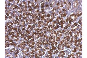 IHC-P Image ATP5A1 antibody [C2C3], C-term detects ATP5A1 protein at cytoplasm on mouse stomach by immunohistochemical analysis.