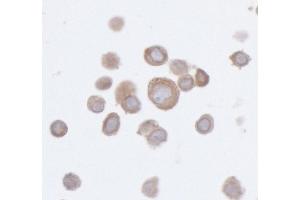 Immunocytochemistry (ICC) image for anti-Protein Tyrosine Phosphatase G1 (PTPN12) (AA 499-780) antibody (ABIN7453983)