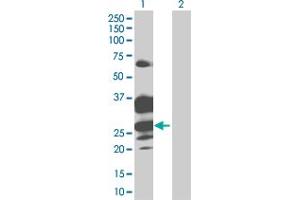 Lane 1: GZMH transfected lysate ( 27. (GZMH 293T Cell Transient Overexpression Lysate(Denatured))