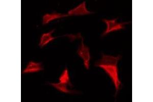 ABIN6275829 staining 293 by IF/ICC.