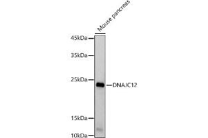 Western blot analysis of extracts of Mouse pancreas, using DN antibody (ABIN7266821) at 1:1000 dilution. (DNAJC12 anticorps)